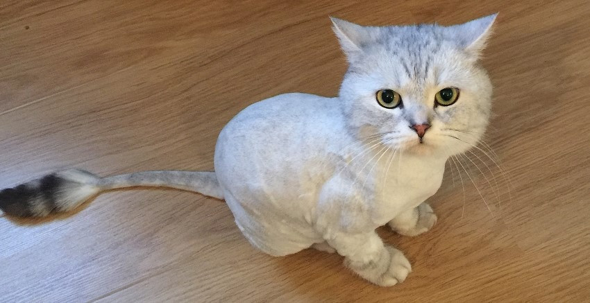 Hygienic haircut for animals Atlanta - photo 1