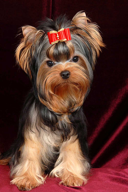 Yorkshire terrier puppies for sale Sioux City - photo 1