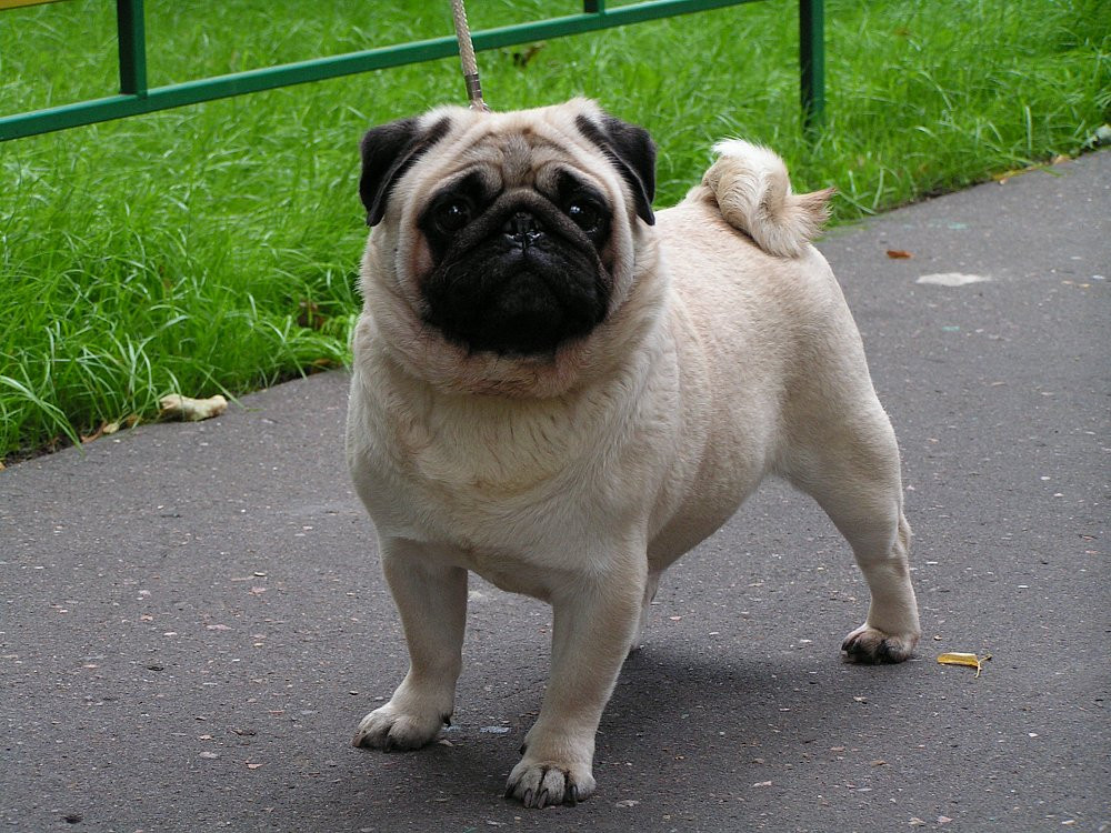 Pug puppy Wilmington - photo 1