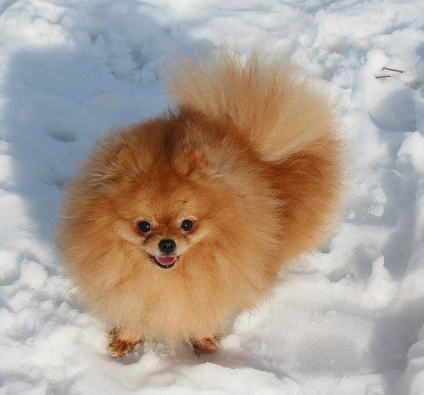 Charming girl Pomeranian Spitz Provo - photo 1