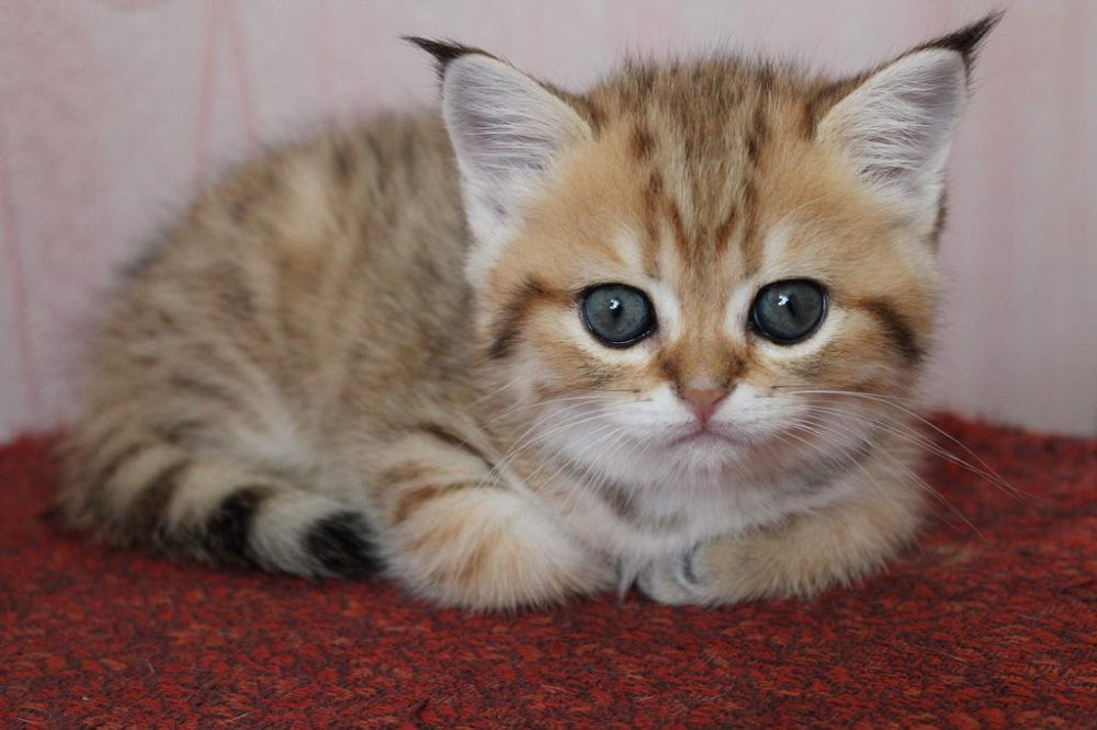 Selling kitty Lancaster - photo 1