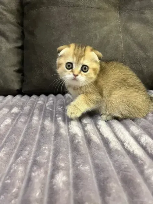 Selling lop-eared kittens, golden chinchilla Lexington - photo 2