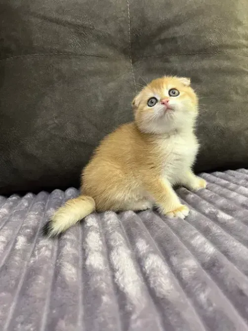 Selling lop-eared kittens, golden chinchilla Lexington - photo 3