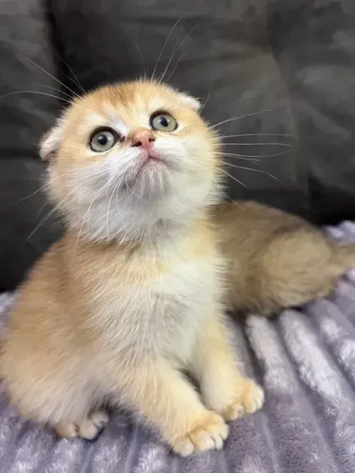 Selling lop-eared kittens, golden chinchilla Lexington - photo 1