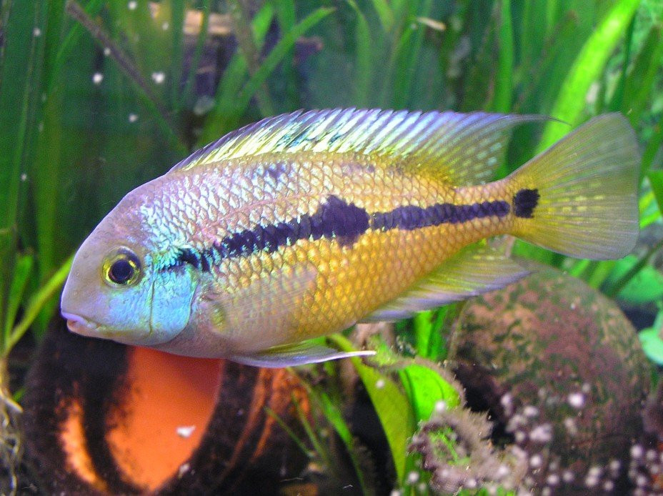 Nicaraguan cichlasoma Green Bay - photo 1