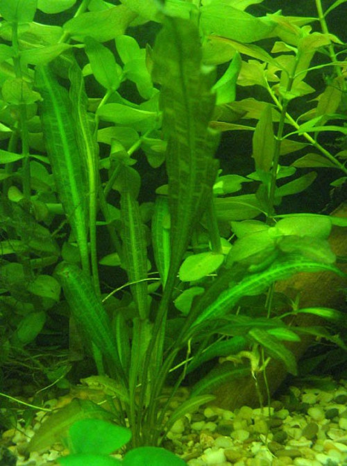 Aponogeton viviparous Huntsville - photo 1