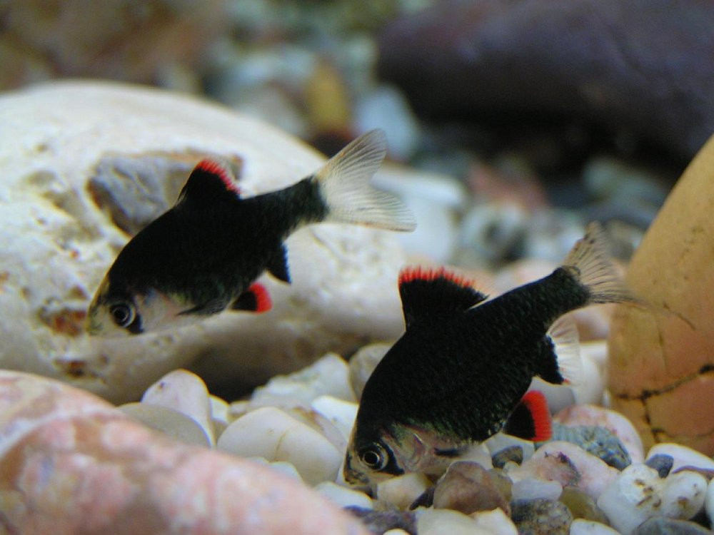 Mutant barbs Duluth - photo 1