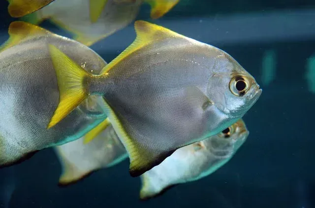 Monodactylus or swallowtail fish Knoxville - photo 1