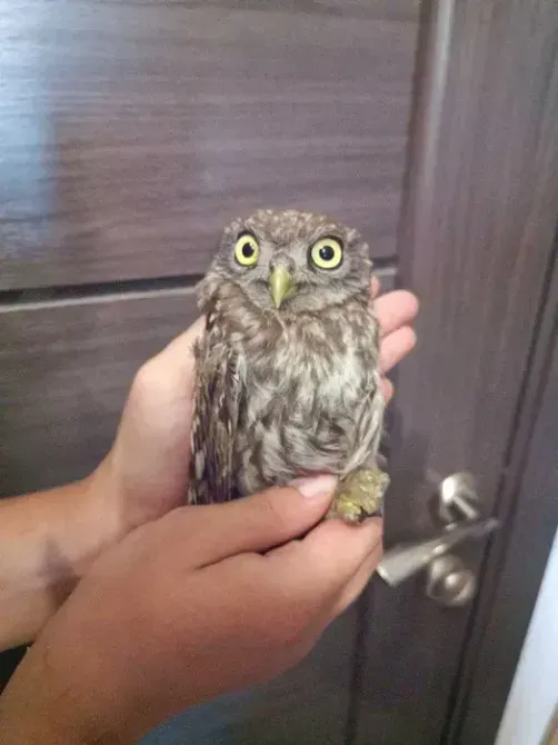 Selling a hand-held pet Eared Owl - owl Little Rock - photo 1