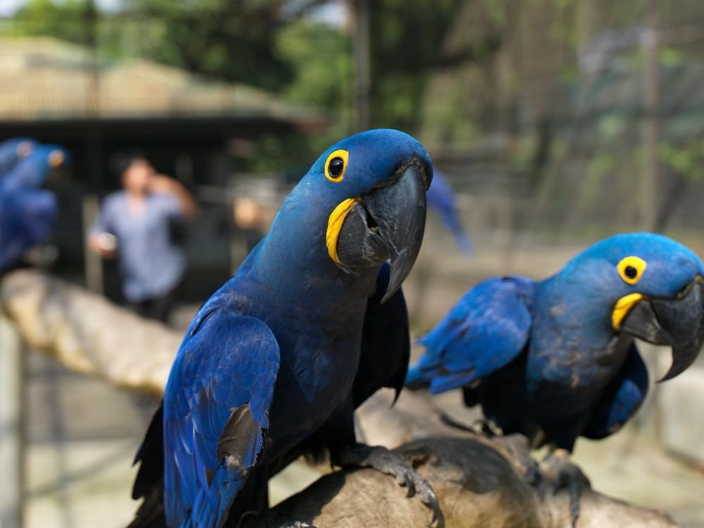 Pyrrhic parrot Sioux Falls - photo 1