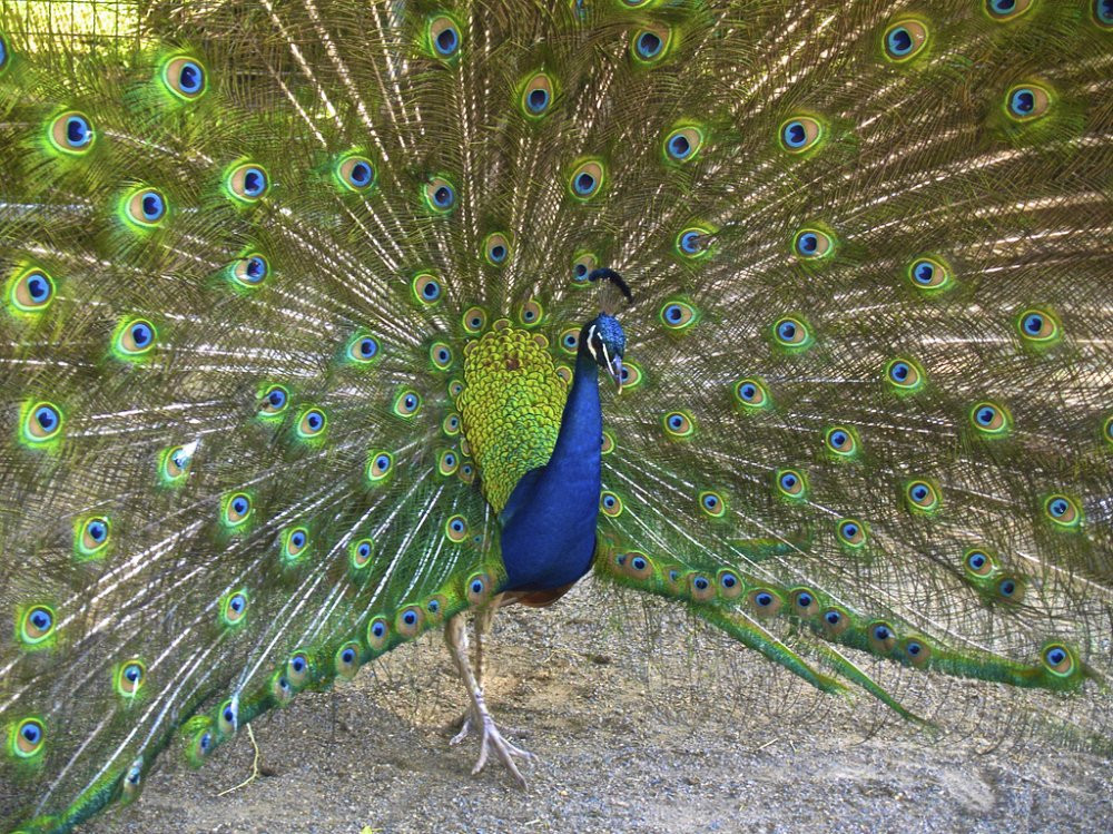 Selling peacocks Dover - photo 1