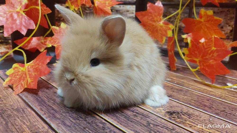 Ornamental rabbit. Handmade baby rabbits. Chattanooga - photo 4