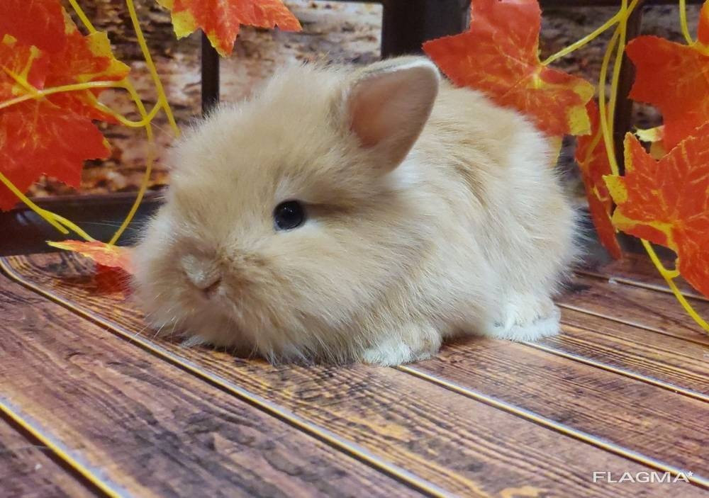 Ornamental rabbit. Handmade baby rabbits. Chattanooga - photo 5