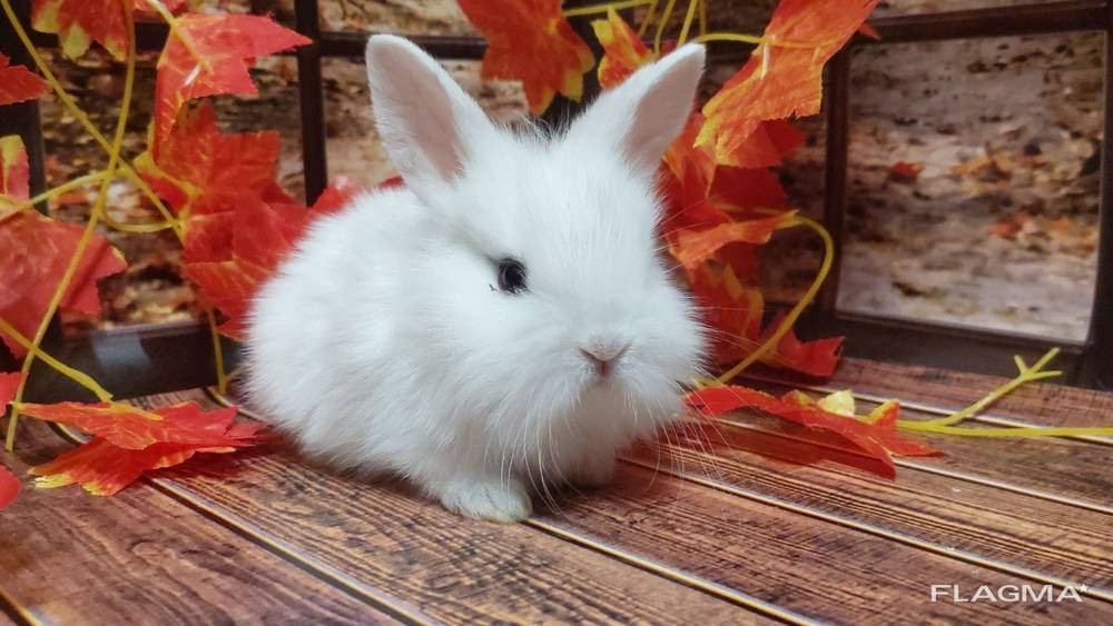Ornamental rabbit. Handmade baby rabbits. Chattanooga - photo 2