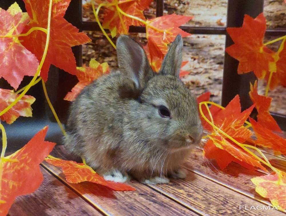 Ornamental rabbit. Handmade baby rabbits. Chattanooga - photo 1