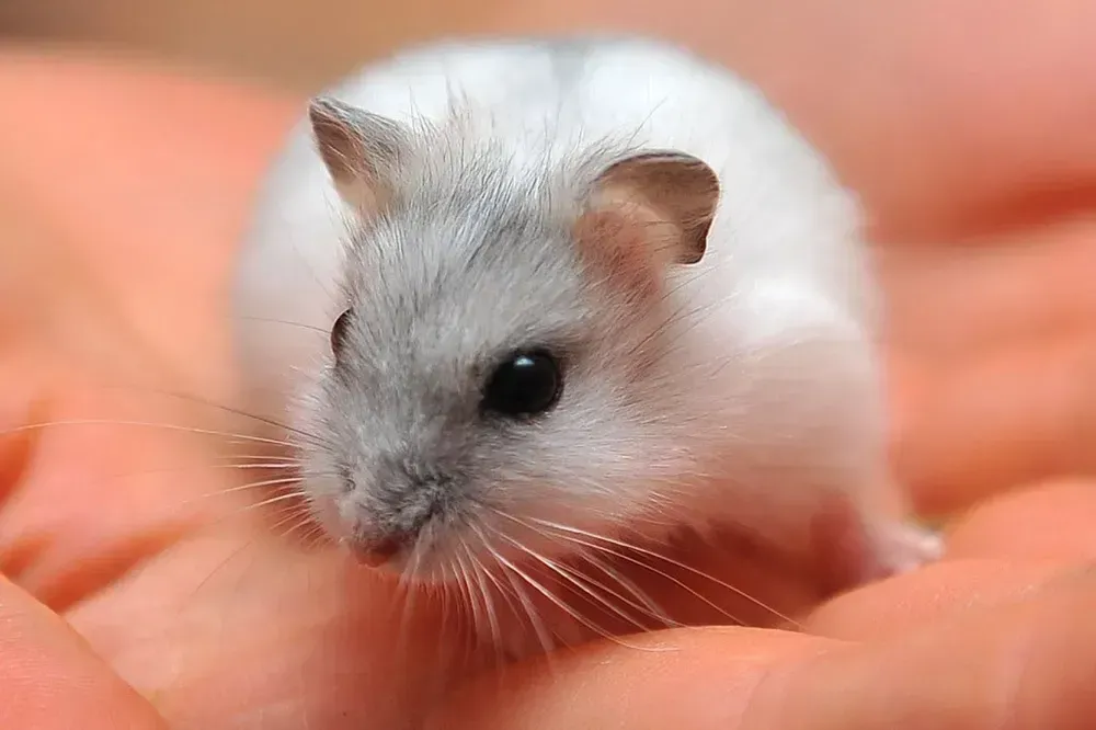 Hamsters for sale Eugene - photo 1