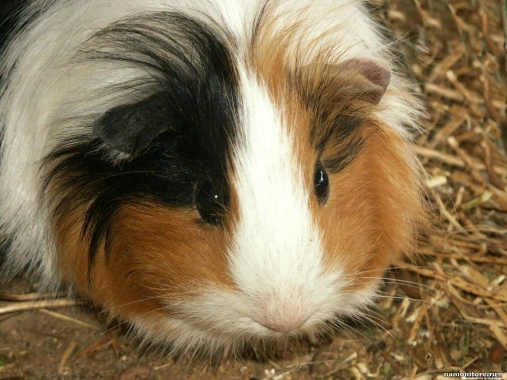 Guinea pigs Billings - photo 1
