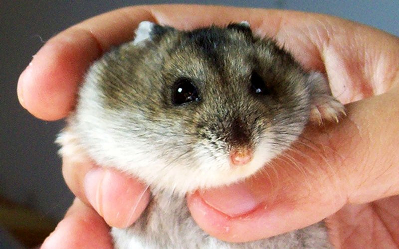 Jungarian hamsters Sarasota - photo 1