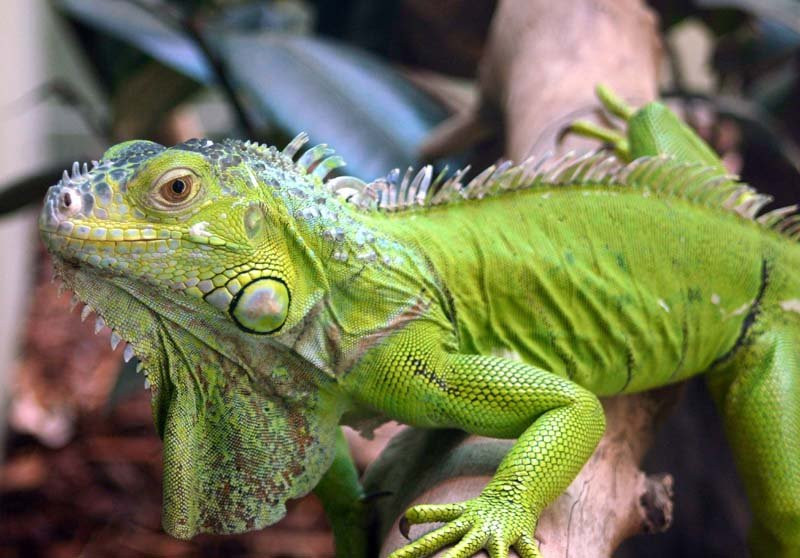 Green iguana for sale Scranton - photo 2