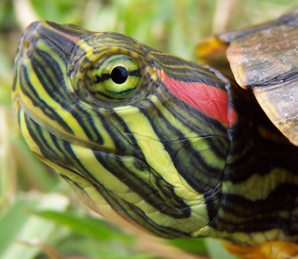 Sell red-eared turtle Fayetteville - photo 1