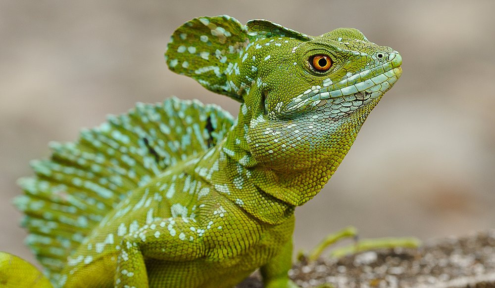 Basilisk lizard Lubbock - photo 1