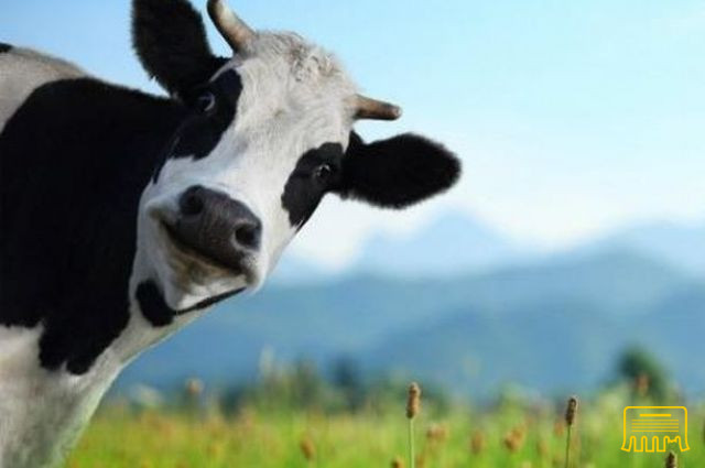 Selling cow Des Moines - photo 1