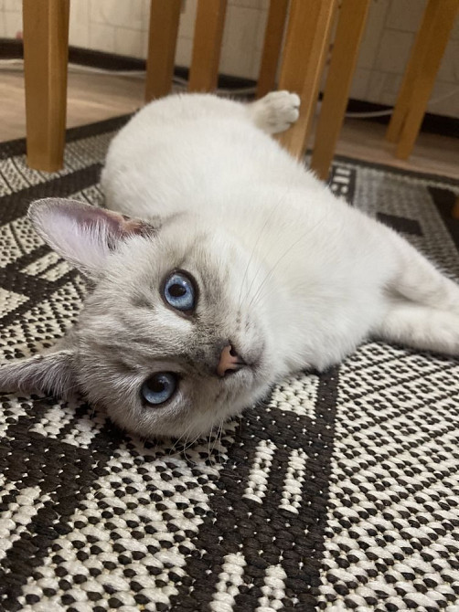 Sell cat Spokane Valley - photo 1