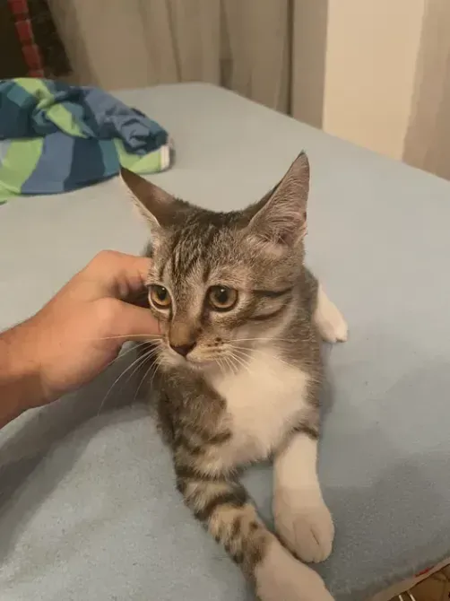 I'll give the cat in good hands Wichita - photo 2