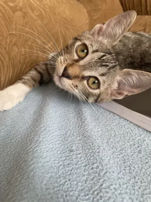 I'll give the cat in good hands Wichita - photo 1