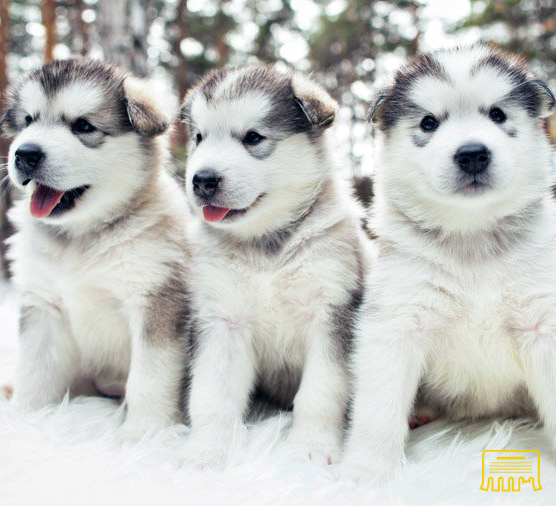 Alaskan Malamutes Boulder - photo 1