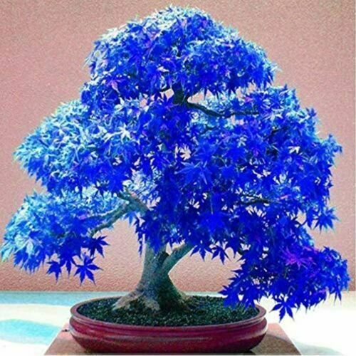 Rare Blue Japanese Maple Tree Sapling 🌿 Саут-Портленд