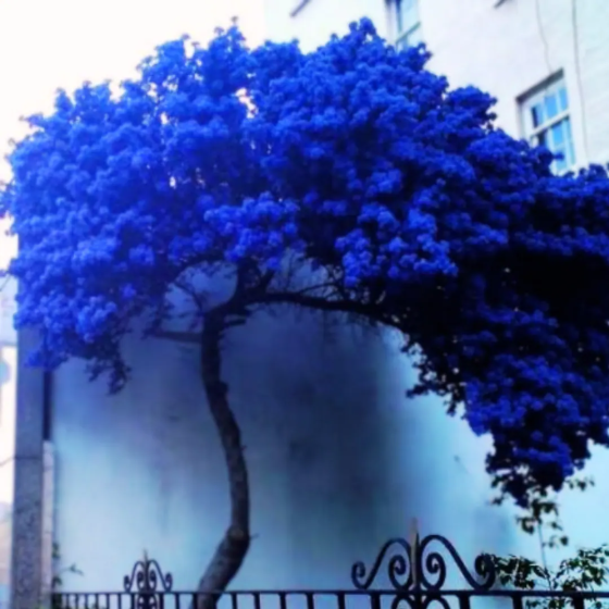 Rare Blue Japanese Maple Tree Sapling 🌿 Саут-Портленд