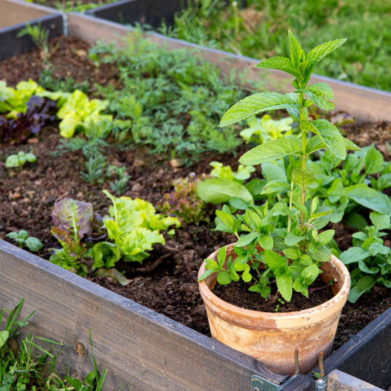 Organic Basil & Mint Herb Set Kaneohe