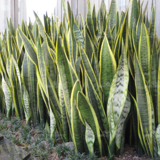 Indoor Snake Plant – Low Maintenance! Chillum