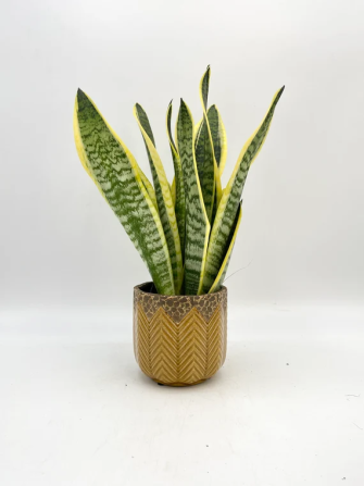 Indoor Snake Plant – Low Maintenance! Chillum - изображение 2