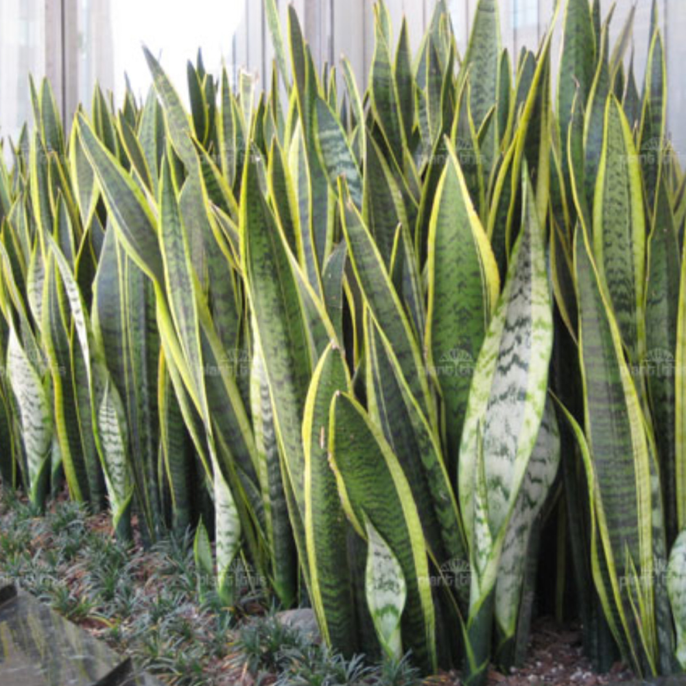 Indoor Snake Plant – Low Maintenance! Chillum - photo 1