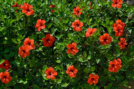Flowering Hibiscus Bush Финикс