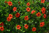Flowering Hibiscus Bush Финикс